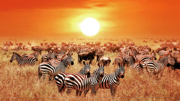 Tansania Serengeti Nationalpark Zebras Sonnenuntergang Foto iStock Delbars.jpg